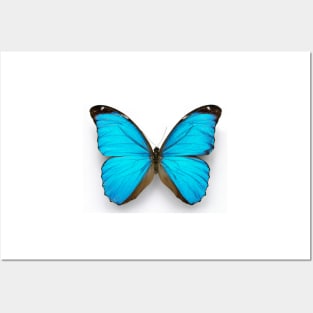 Cramer's blue butterfly (C010/8389) Posters and Art